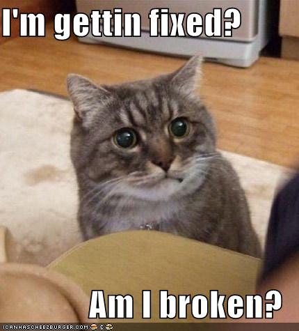 funny-pictures-cat-wonders-if-he-is-broken
