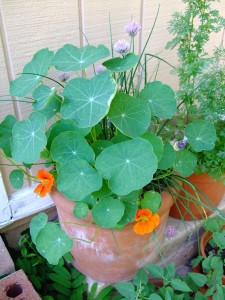 Container gardening - nasturtiums & chives