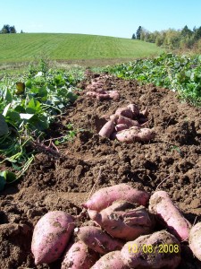 Sweet potato harvest