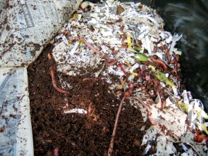 worm-composting