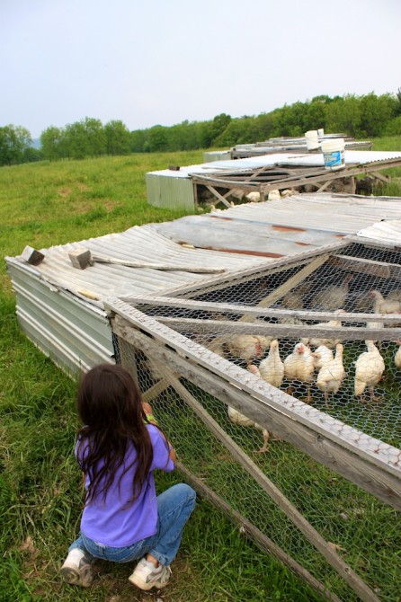 Pastured chickens at Polyface farms