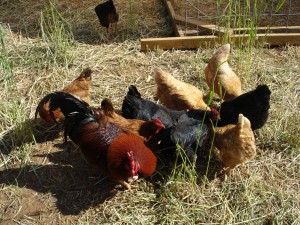 keeping backyard chickens