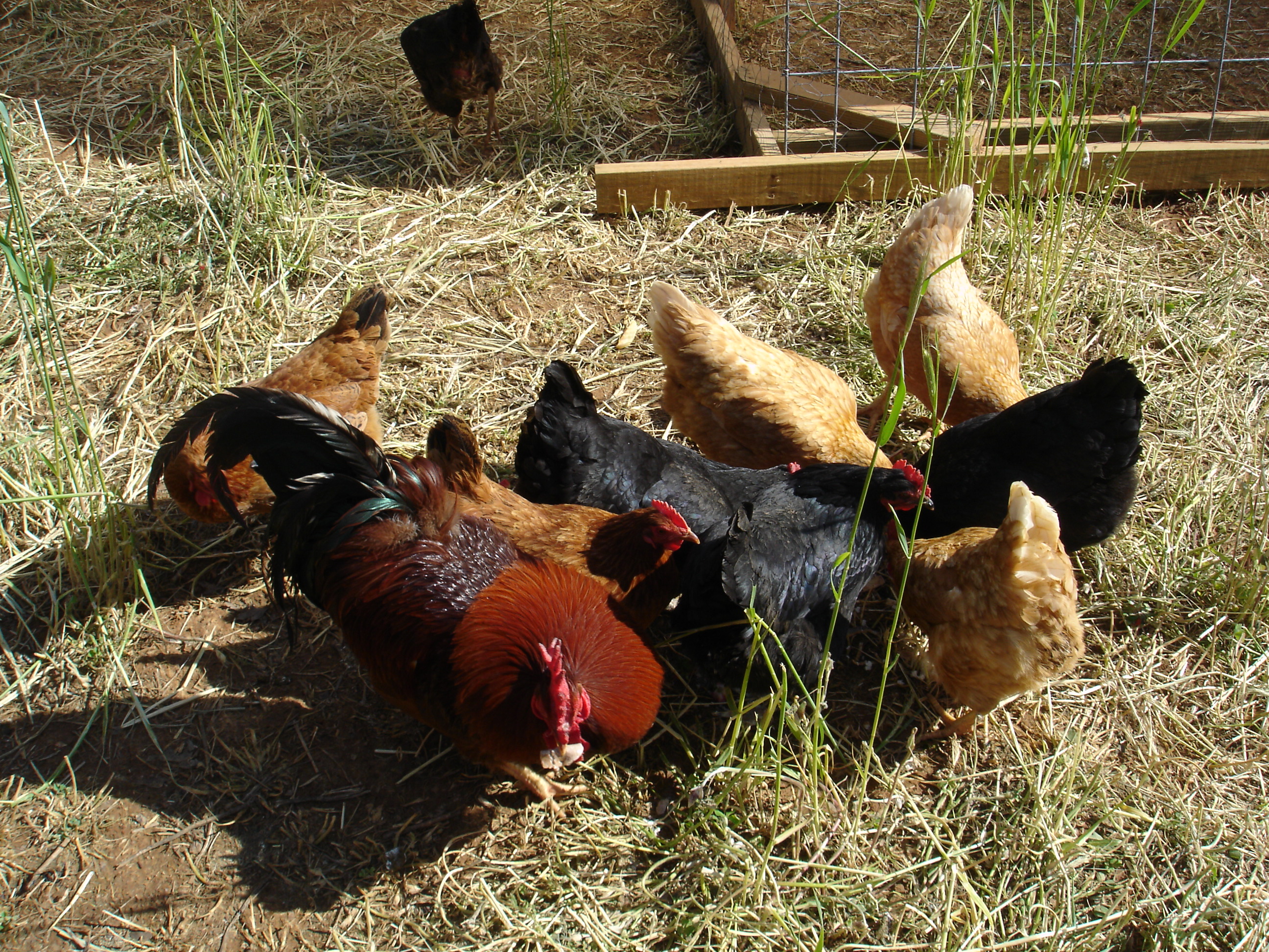 A Flock of Fowl: Keeping Backyard Chickens
