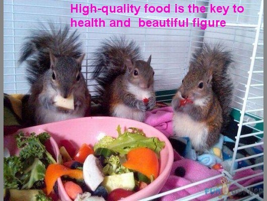 Funny-Animals-High-quality-food-is-the-key-to-health-and-beautiful-figure