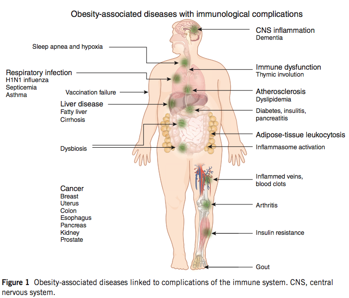 Matarese, G., Procaccini, C., & De Rosa, V. (2012). At the crossroad of T cells, adipose tissue, and diabetes. Immunological reviews, 249(1), 116–34. doi:10.1111/j.1600-065X.2012.01154.x