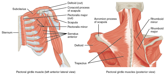Muscles of the Shoulder Girdle