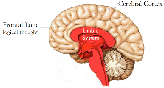 limbic brain