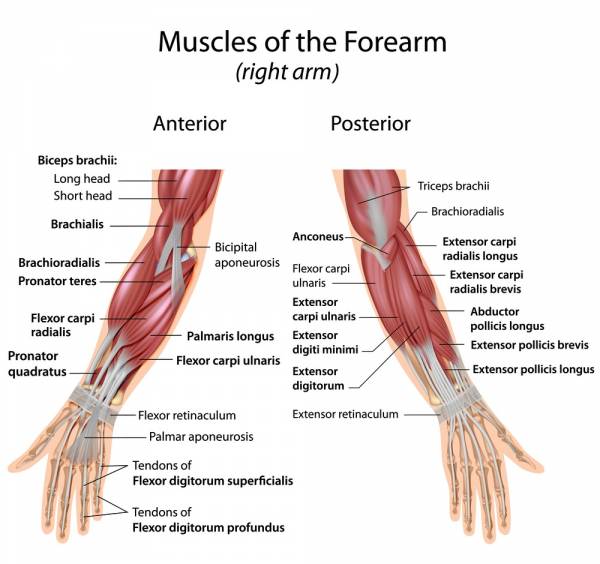 muscles of the forearm - 3