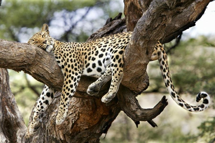 Don't Cheeta Your Sleep!