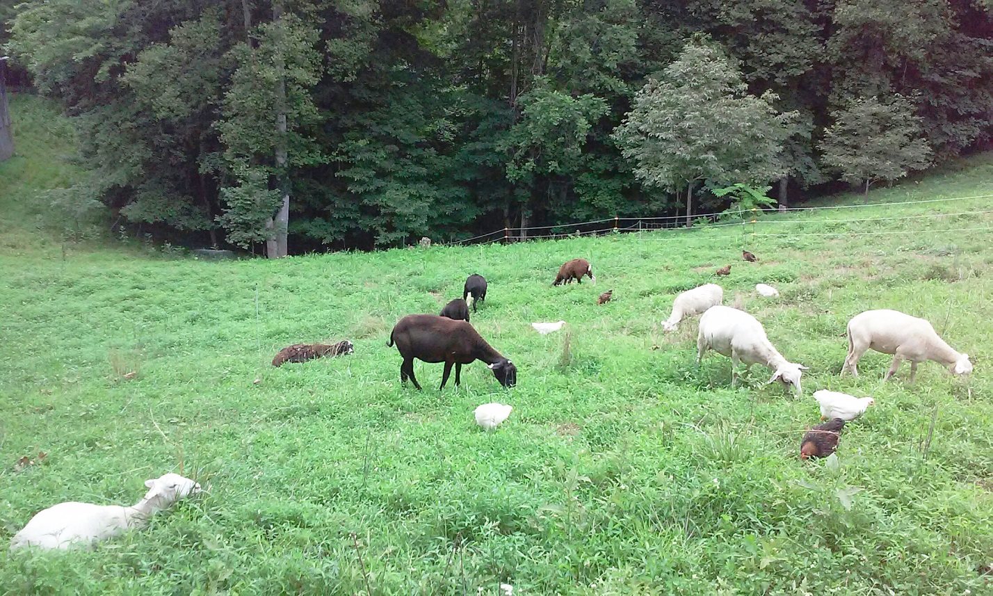Goat field